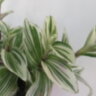 Традесканция приречная Вариегата (Tradescantia Fluminensis variegata)