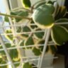 Хойя Керри вариегатная (Hoya kerrii variegata)