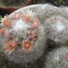 Маммиллярия бокасана (Mammillaria bocasana)