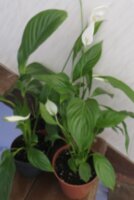 Спатифиллум прелестный (Spathiphyllum blandum) - Женское счастье  