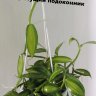 Ваниль вариегатная (Vanilla planifolia variegada) 