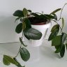 Фикус стреловидный (Ficus sagittata)