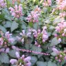 Яснотка пятнистая "Pink Pewter" (Lamium maculatum "Pink Pewter")