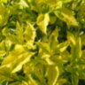 Форзиция промежуточная "Golden Times" (Forsythia × intermedia "Golden Times")