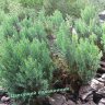 Можжевельник горизонтальный "Grey Pearl" (Juniperus horizontalis "Grey Pearl") 