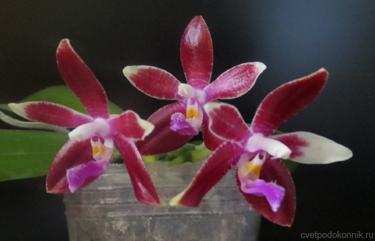 Фаленопсис "Chienlung Cat" (Phalaenopsis "Chienlung Cat") 