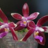 Фаленопсис "Chienlung Cat" (Phalaenopsis "Chienlung Cat") 