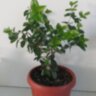 Мирт крупнолистный (Myrtus communis)