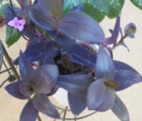Традесканция бледная "Пурпурное сердце" (Tradescantia Pallida "Purple Heart")