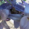 Традесканция бледная "Пурпурное сердце" (Tradescantia Pallida "Purple Heart")