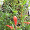 Гранат карликовый (Punica nana)