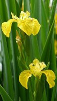 Ирис аировидный  (Iris pseudacorus) 