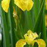Ирис аировидный  (Iris pseudacorus) 