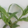 Традесканция белоцветковая (Tradescantia albiflora)