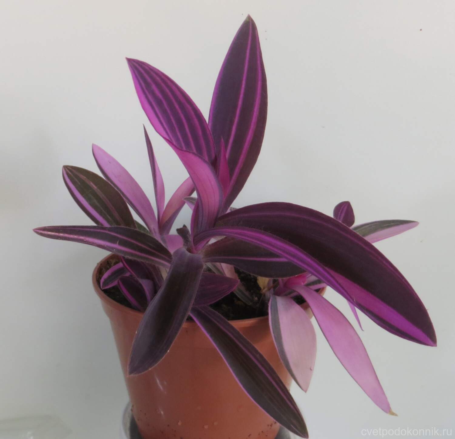 Сеткреазия пурпурная полосатая (Purpurea setcreasea) купить с доставкой по Беларуси 