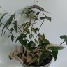 Гибасис вариегатный "Фата невесты" (Gibasis geniculata) 