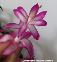 Шлюмбергера орхидейная