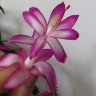 Шлюмбергера орхидейная