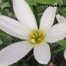Зефирантес белый (Zephyranthes candida)