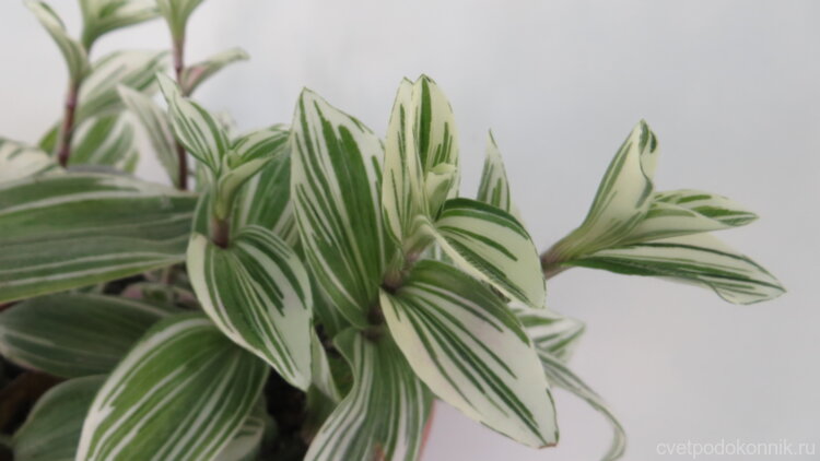 Традесканция приречная Вариегата (Tradescantia Fluminensis variegata)