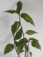  Тинантия Pringlеi вариегатная (Tinantia Pringlеi variegata) 