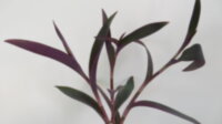 Сеткреазия пурпурная (Setcreasea purpurea)