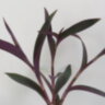 Сеткреазия пурпурная (Setcreasea purpurea)