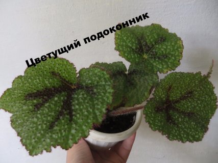 Бегония Мэсона (Begonia masoniana)