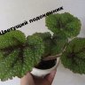 Бегония Мэсона (Begonia masoniana)