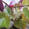 Бегония Фиста (Begonia feastii)