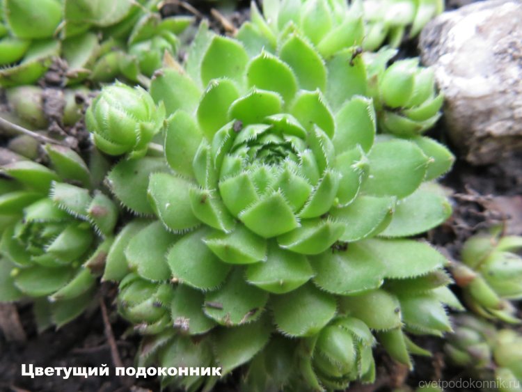 Молодило шарообразное № 4 (Sempervivum globiferum)