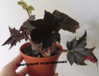 Бегония "Чёрный Бархат" (Begonia "Black Velvet") 