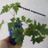 Бегония Дрега (Begonia dregei) 