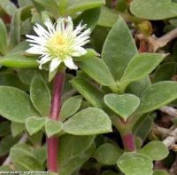 Аптения белоцветковая (Mesembryanthemum geniculiflorum)