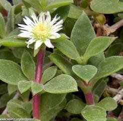 Аптения белоцветковая (Mesembryanthemum geniculiflorum)