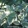 Сныть пестролистная  (Aegopodium variegata) 
