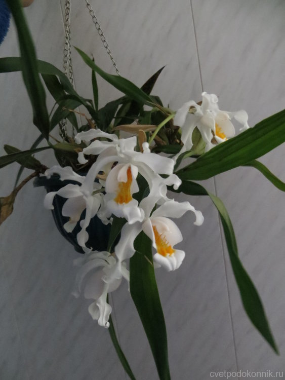 Орхидея Целогина кристата или гребенчатая (Coelogyne cristata)