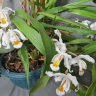 Орхидея Целогина кристата или гребенчатая (Coelogyne cristata)