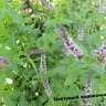 Мята длиннолистная (Mentha longifolia)