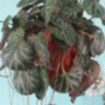 Камнеломка плетеносная (Saxifraga stolonifera)