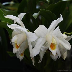 Орхидея Целогина lawrenceana x ochracea (Coelogyne lawrenceana x ochracea)