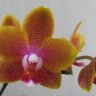 Фаленопсис "Sogo Lawrence" (Phalaenopsis "Sogo Lawrence")