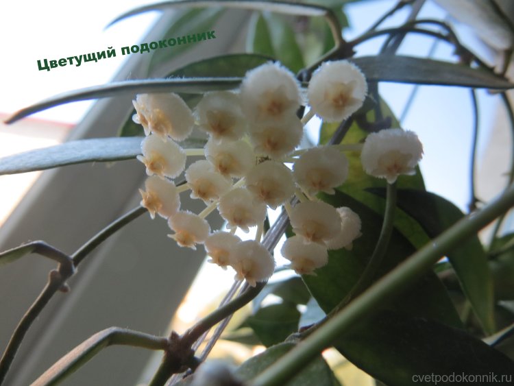 Хойя вогнутая (Hoya lacunosa)