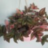 Традесканция пурпурная вариегатная (Tradescantia purpusii variegata)