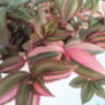 Традесканция пурпурная вариегатная (Tradescantia purpusii variegata)