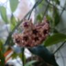 Хойя affinis (Hoya affinis)