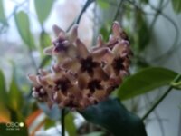 Хойя affinis (Hoya affinis)