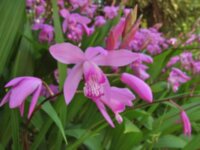 Орхидея Блетилла гиацинтовая (Bletilla hyacinthina)