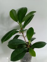 Фикус микрокарпа (Ficus microcarpa) 