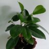 Фикус микрокарпа (Ficus microcarpa) 
